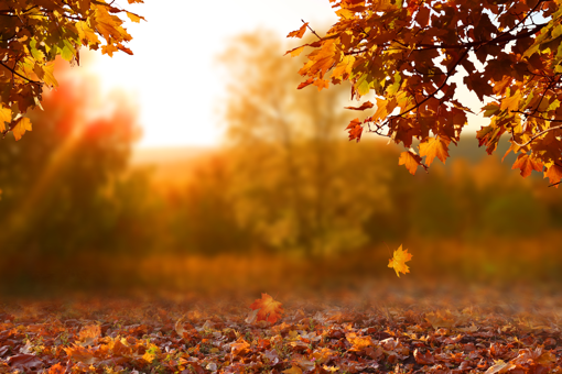 Jesienny nastrój z zachodem słońca i opadającymi liśćmi na anonimowy pogrzeb