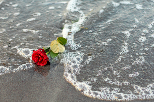 A red rose lies in the mudflats of an outgoing wave as a symbol of a burial at sea