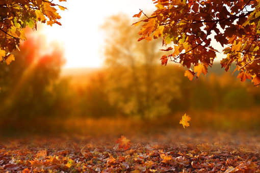 Ein herbstlicher Sonnenuntergang im Wald