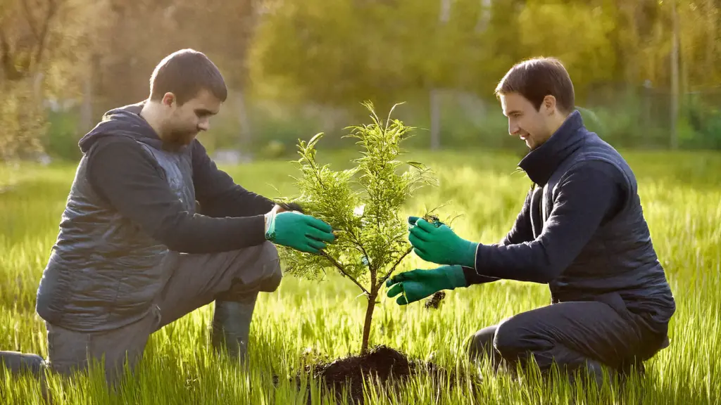 Zwei Männer pflanzen einen Baum mitten in einer Wiese
